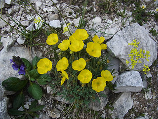 Papaver alpinum ssp. kerner