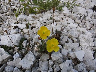 Papaver alpinum ssp. kerner