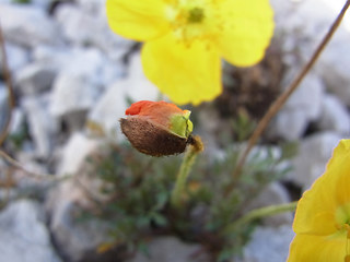 Papaver alpinum ssp. kerner