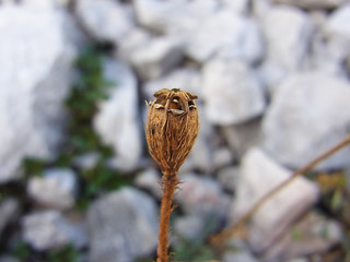 Papaver alpinum ssp. kerner