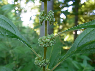 Parietaria officinalis