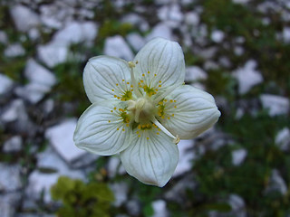 Parnassia palustris