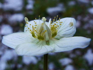 Parnassia palustris