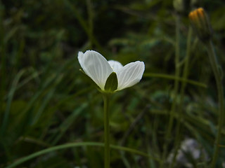 Parnassia palustris