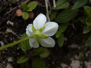 Parnassia palustris