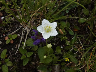 Parnassia palustris