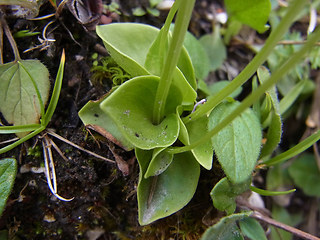 Parnassia palustris