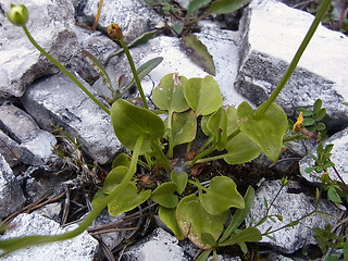 Parnassia palustris