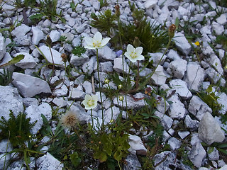 Parnassia palustris