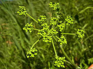 Pastinaca sativa