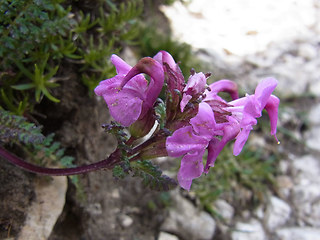 Pedicularis rostratocapitata