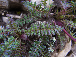 Pedicularis rostratocapitata