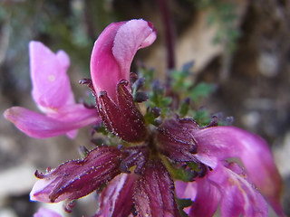 Pedicularis rostratocapitata