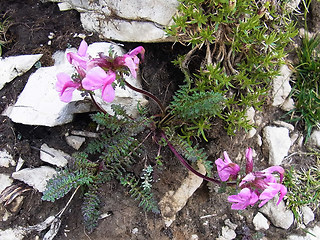 Pedicularis rostratocapitata