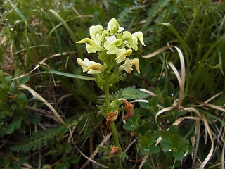 Pedicularis tuberosa