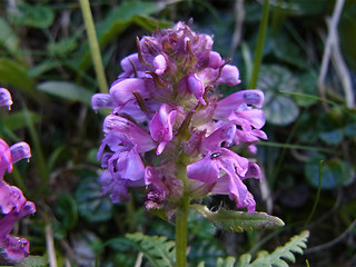 Pedicularis verticillata