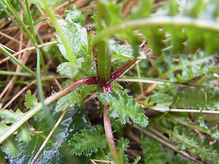 Pedicularis verticillata