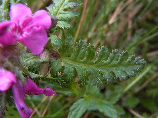 Pedicularis verticillata