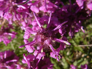 Pedicularis verticillata