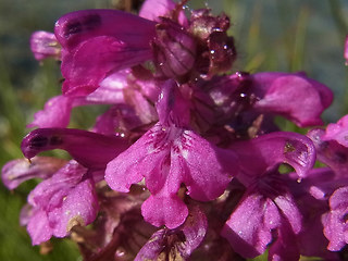 Pedicularis verticillata