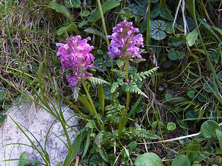 Pedicularis verticillata