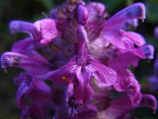 Pedicularis verticillata