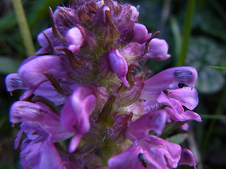 Pedicularis verticillata