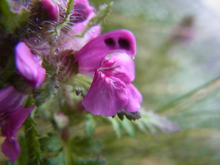 Pedicularis verticillata