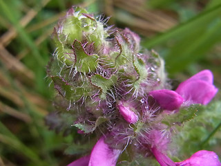 Pedicularis verticillata