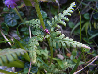 Pedicularis verticillata