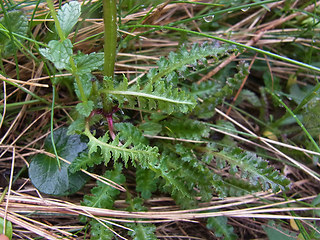 Pedicularis verticillata