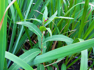 Persicaria amphibia