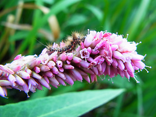 Persicaria amphibia