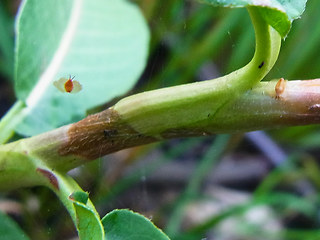 Persicaria amphibia