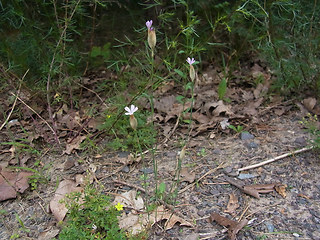 Petrorhagia prolifera