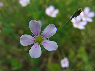 Petrorhagia saxifraga