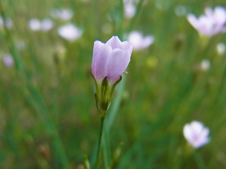 Petrorhagia saxifraga