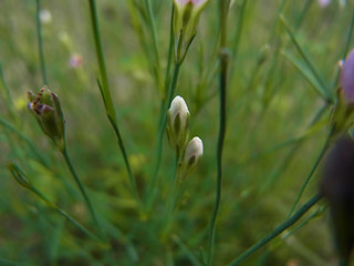 Petrorhagia saxifraga