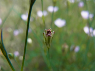 Petrorhagia saxifraga