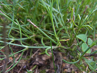 Petrorhagia saxifraga