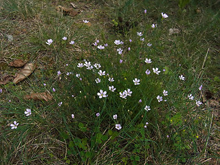 Petrorhagia saxifraga