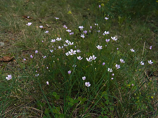 Petrorhagia saxifraga