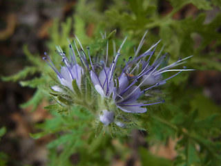 Phacelia tanacetifolia