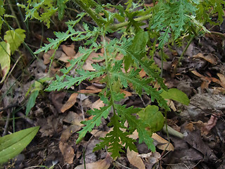 Phacelia tanacetifolia