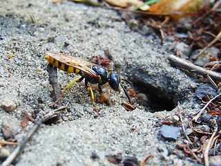 Philanthus triangulum