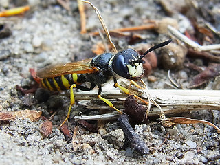 Philanthus triangulum