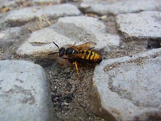 Philanthus triangulum