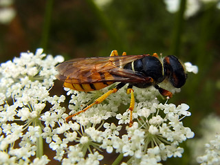 Philanthus triangulum