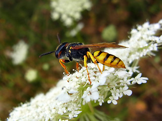 Philanthus triangulum