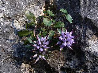 Physoplexis comosa